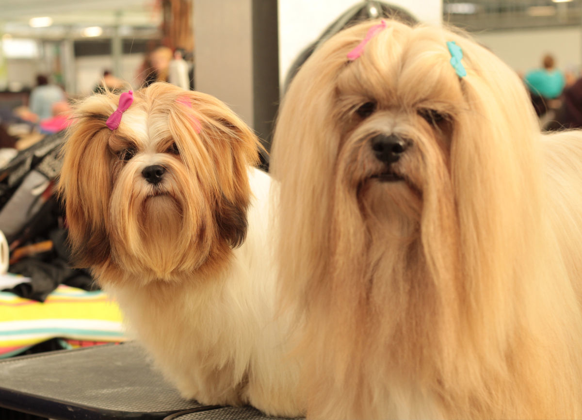 Lhasa Apso